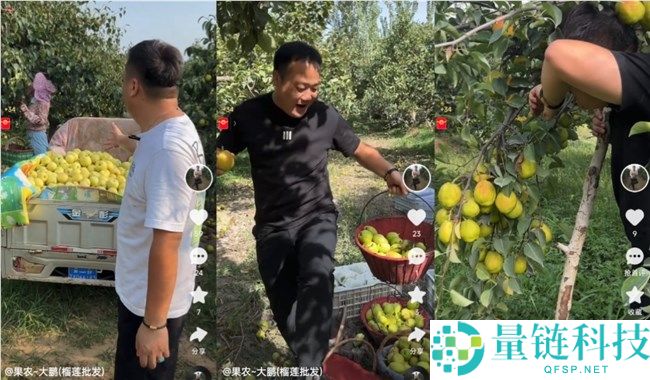 从码农到果农：追着应季水果跑的“候鸟”主播