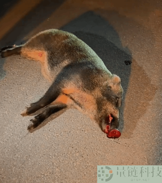 特斯拉撞死闯国道野猪:车主被判全责