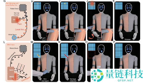 温顺点儿 机械人也怕疼了,电子皮肤自动痛觉+毁伤自检双buff拉满