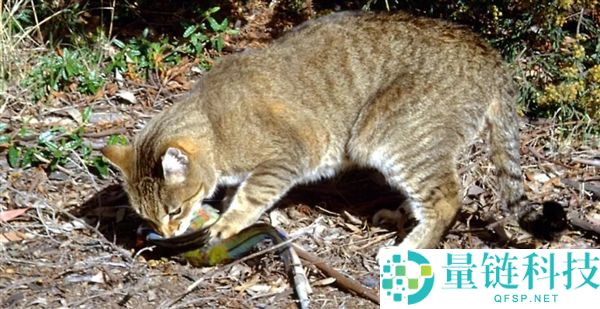 新西兰启动野猫清零设计：2050年前杀光 一只不留,