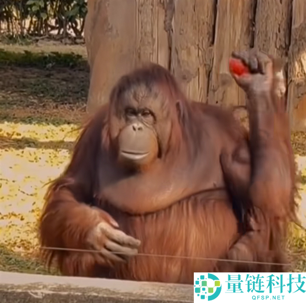 生物园里红毛猩猩被投喂后抱拳申谢 网友：再进化该上班了
