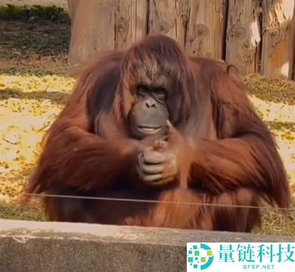 生物园里红毛猩猩被投喂后抱拳申谢 网友：再进化该上班了