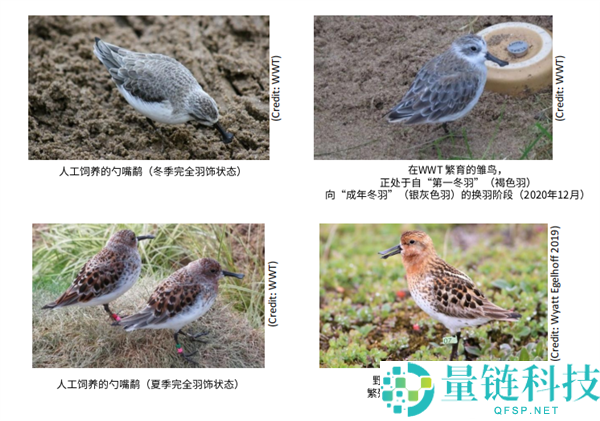 最后两只圈养勺嘴鹬接踵离世 逾越13年的人工繁育毕竟没能留住