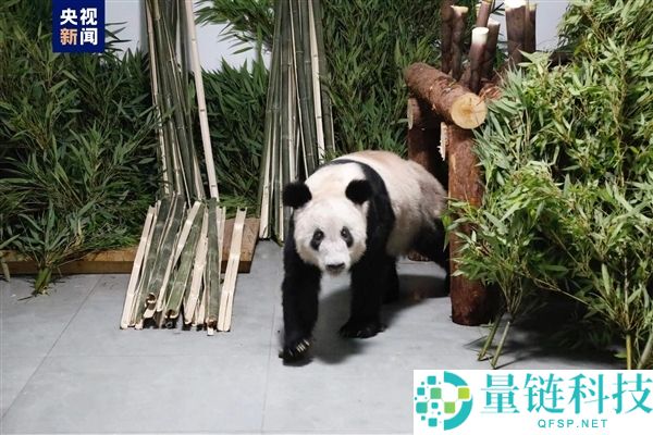 从瘦骨嶙峋到珠圆玉润 旅美大熊猫丫丫回国两年已判若两熊