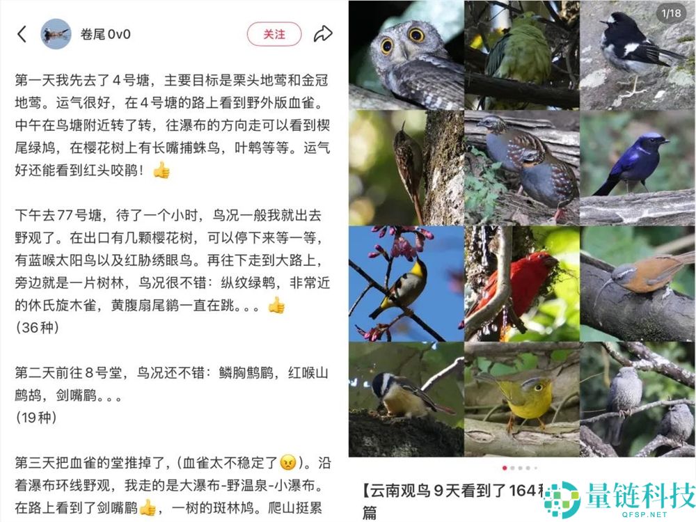 播放量超10亿,年青人纷纭掉入“鸟门”