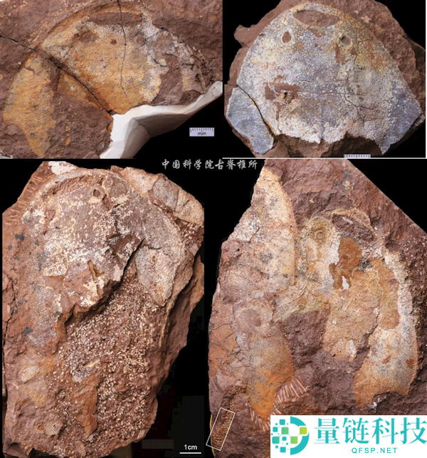 4.38亿年前武宁西海鱼化石现身 恢复图呆萌