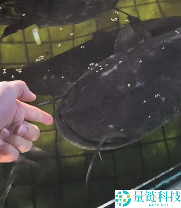 男人途经水产店一时髦起把手伸进池里 被大口鲶鱼突袭咬伤