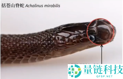 17岁男生发现新物种筷子蛇 直接发SCI期刊封神