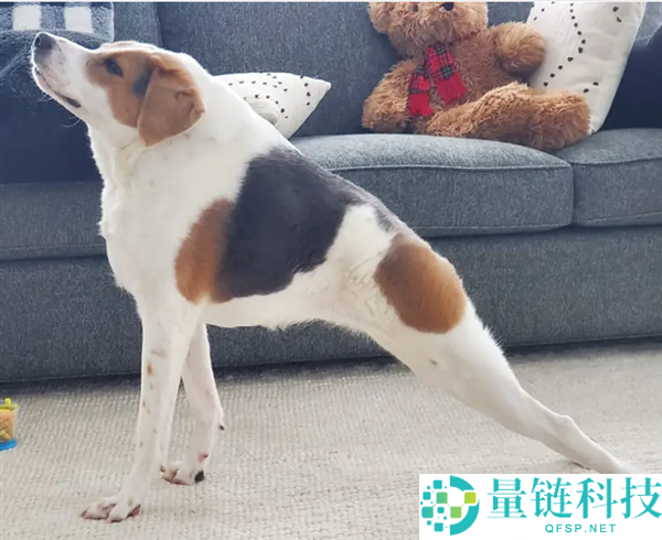 这类狗狗天生没脖子 像被硬生生拍扁了