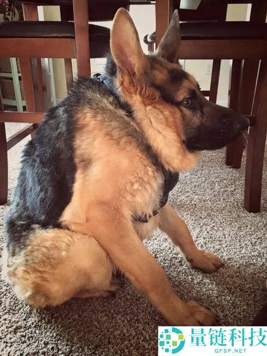 这类狗狗天生没脖子 像被硬生生拍扁了