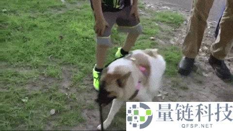 这类狗狗天生没脖子 像被硬生生拍扁了