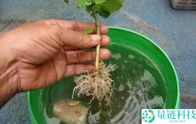 扦插 BB 有什么好处：对植物生长及繁殖的重要意义与优势