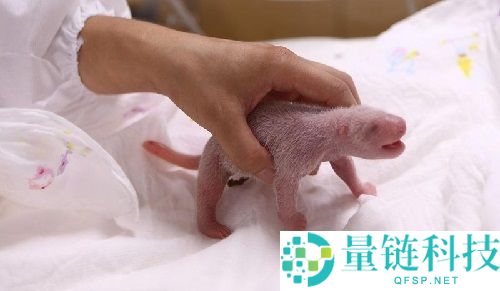 刚出生的大熊猫也是黑白相间吗?支付宝蚂蚁庄园6月16日答案