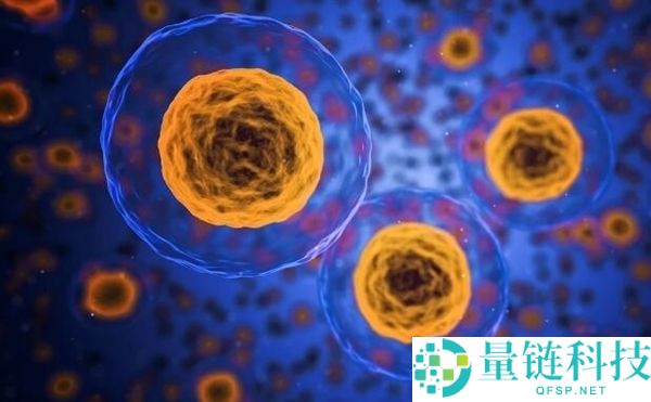 白血病医治有新打破,一张双面胶让CAR T细胞精准追杀