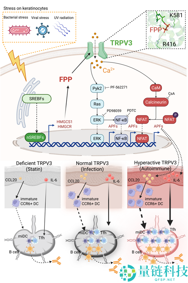 十余年攻关,清华大学破解免疫学中心谜题