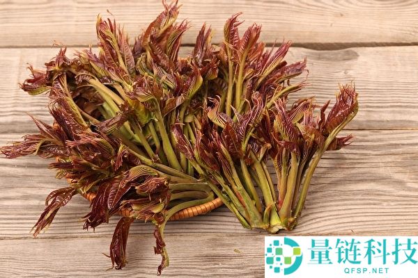 一村庄头年种香椿就被胖东来包圆,有村民1天收入2000元