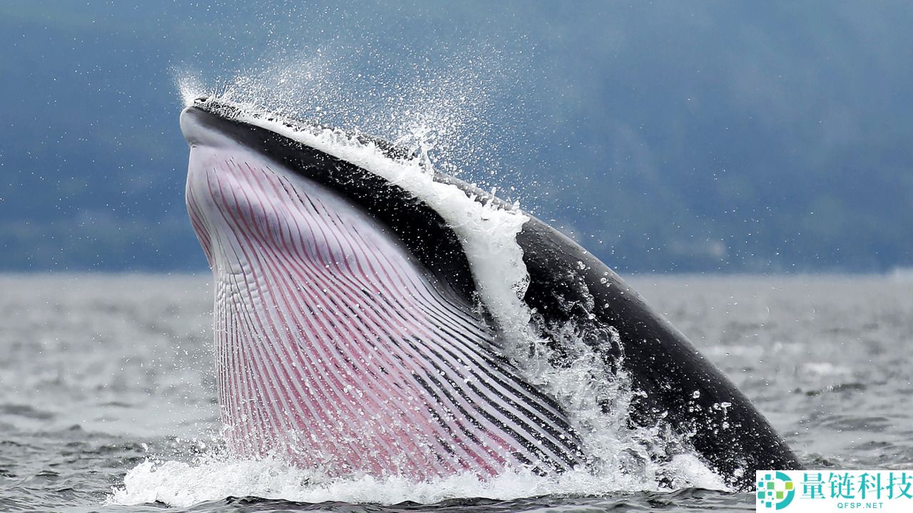 什么是止损狩猎？一文带你看懂巨鲸布局与避坑策略全流程