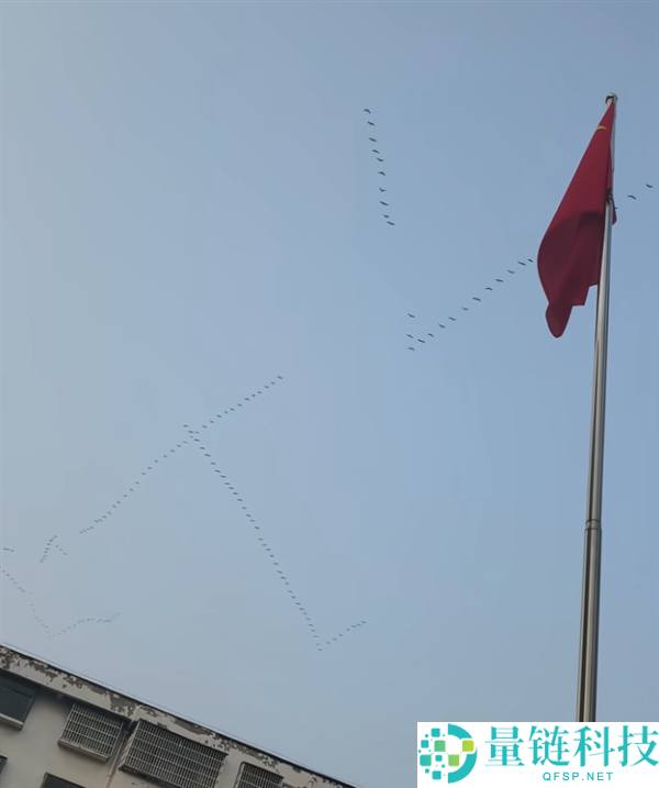 网友偶遇大雁排队排成ETC阵型向北飞 直呼头次见,