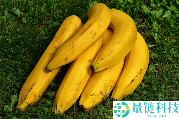 香蕉能够会灭尽引热议 专家解答 未监测到真菌大暴发
