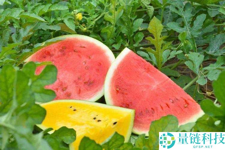 野花高清影视免费观看西瓜：畅享视觉盛宴，尽在这里