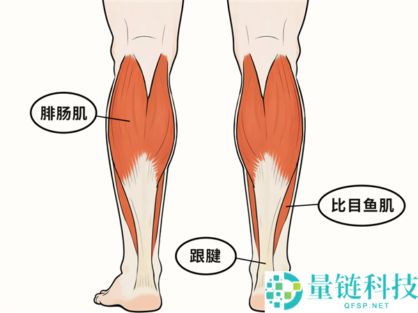 为什么有的人脚脖子粗 有的人脚脖子细？