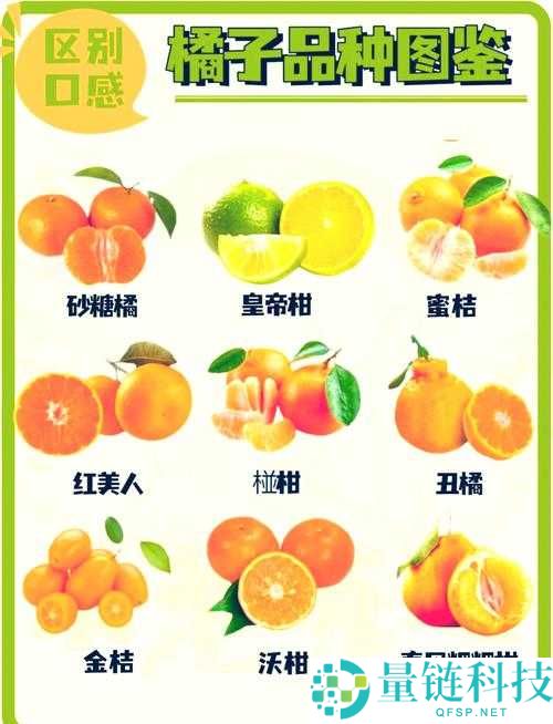 ：可不可以 po 橘子？探索互联网分享文化的边界