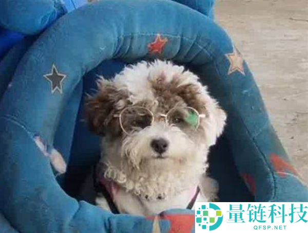 8 个月幼犬高度近视：吃饭困难，主人斥资 800 欧元配眼镜