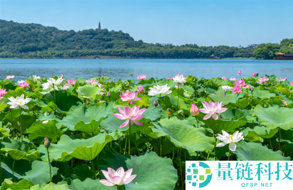 杭州西湖一周撒 7 吨漂白粉净化水质，全力守护荷花生长区