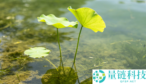 杭州西湖一周撒 7 吨漂白粉净化水质,全力守护荷花生长区