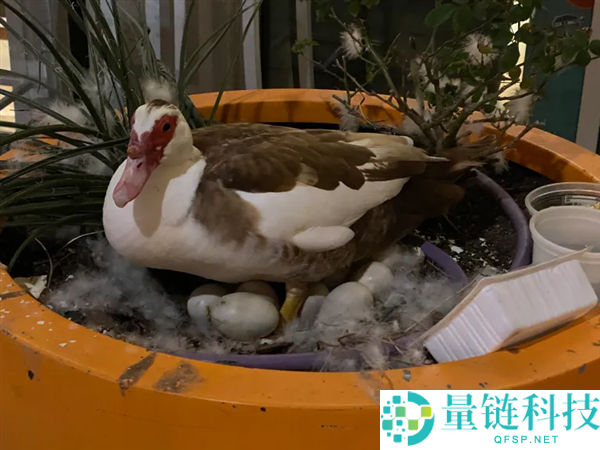 主动驾驶测试致网红鸭死亡引公愤，项目紧急叫停