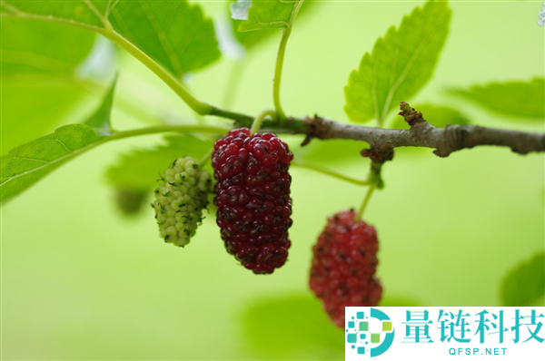 春季水果“万能冠军”竟是它？盘点 6 种人气水果，第一名实至名归