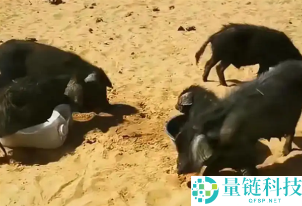 10 万头黑猪让沙漠变绿洲?官方辟谣:不属实,全域禁牧