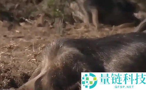 10 万头黑猪让沙漠变绿洲？官方辟谣：不属实，全域禁牧