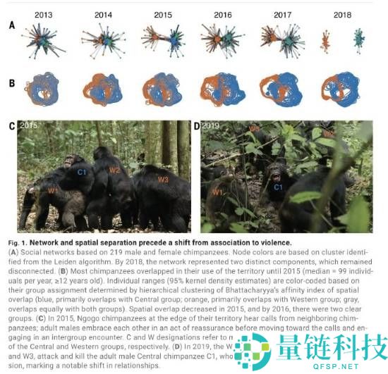 科学家首次见证猩猩帝国内战：28 只惨死，父子反目成仇