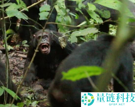 科学家首次见证猩猩帝国内战：28 只惨死，父子反目成仇
