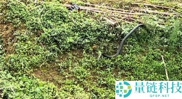 男子挖野菜偶遇蛇放声尖叫，蛇被吓得连滚带爬逃离现场