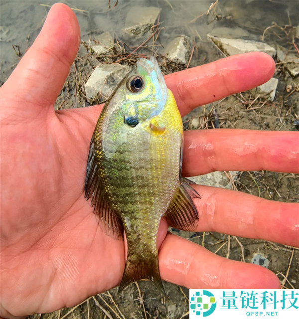 成都多湖惊现黑耳怪鱼！确认为入侵物种北美蓝鳃太阳鱼