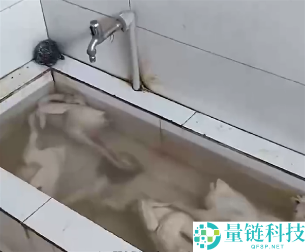 超市茅厕水池浸泡白条鸡？商家回应未售卖，市监局最新通报