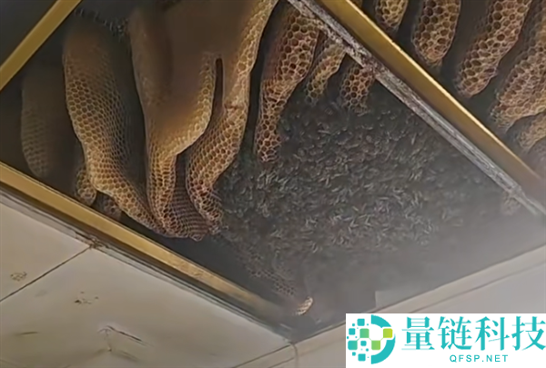 徐州惊现 1 米巨型马蜂窝！三大桶装不下，现场画面太震撼