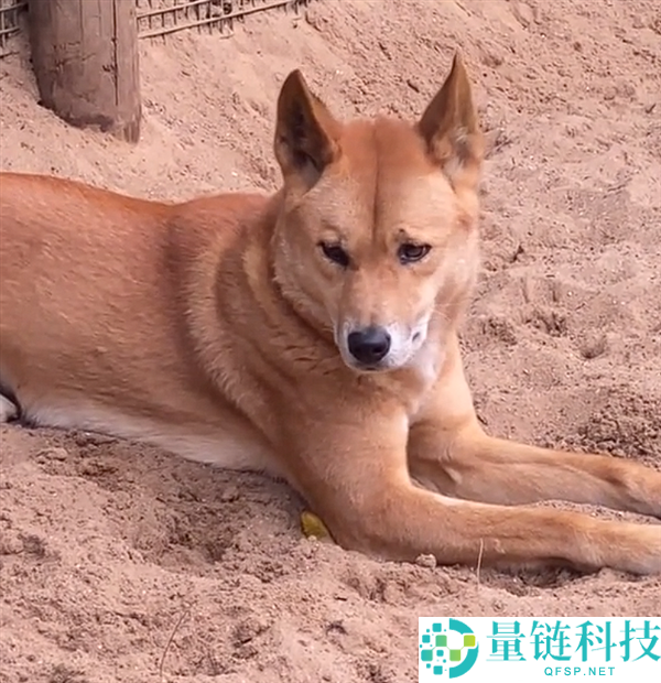 “乡村大黄”出国变顶级掠食者：化身野活泼物，竟能捕食袋鼠！