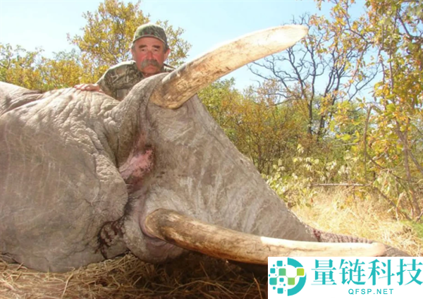 猎手反成猎物！美国富豪非洲斥巨资打猎，遭 5 头大象踩踏身亡