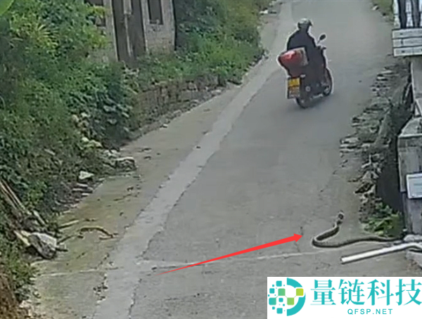 3 米长眼镜王蛇突袭民房！两幼童险遭不测，消防紧急擒获放生