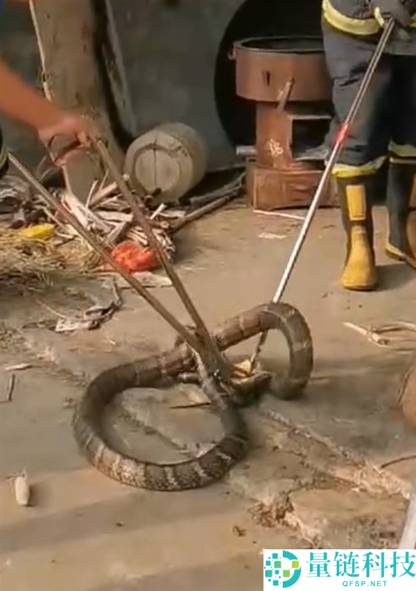 3 米长眼镜王蛇突袭民房！两幼童险遭不测，消防紧急擒获放生