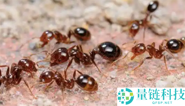 警惕伤人蚂蚁！发现这类蚂蚁请立即上报，切勿触碰踩踏