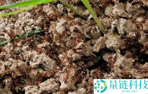 警惕伤人蚂蚁！发现这类蚂蚁请立即上报，切勿触碰踩踏