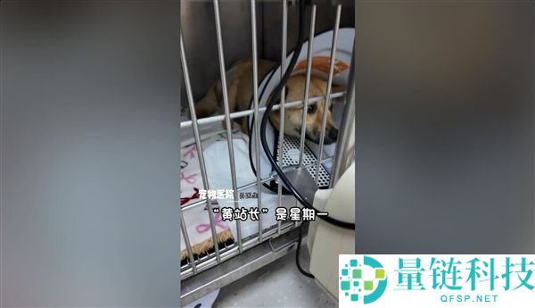 流浪狗引爆小城流量：网友争相打卡的网红地标