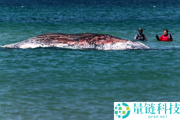 富豪豪掷 150 万欧元救援搁浅鲸鱼，最终确认死亡