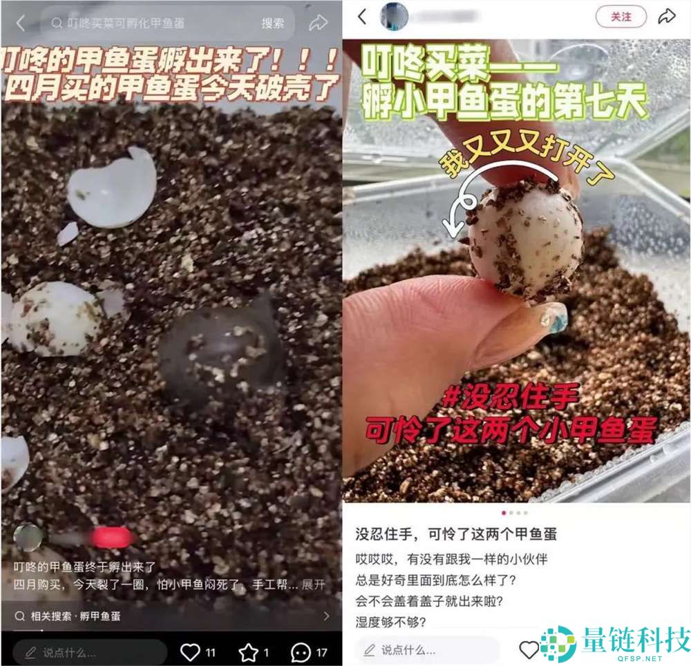 小红书蔬菜盲盒爆火：生鲜电商的新解法与流量密码
