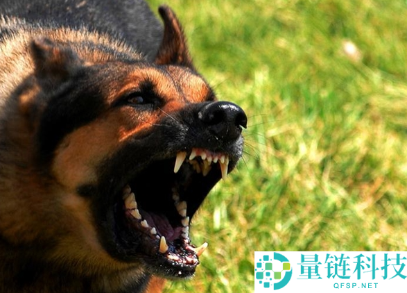 姐弟遭狗咬姐姐隐瞒病情离世：狂犬病发作到死亡不足 48 小时