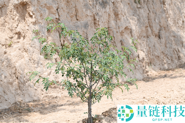 花椒味那么新鲜:揭秘古代“椒房之宠”的由来与含义